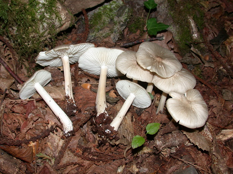 Megacollybia platyphylla